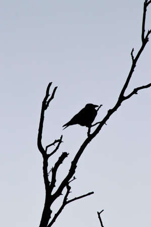 Crow Silhouette background.の写真素材