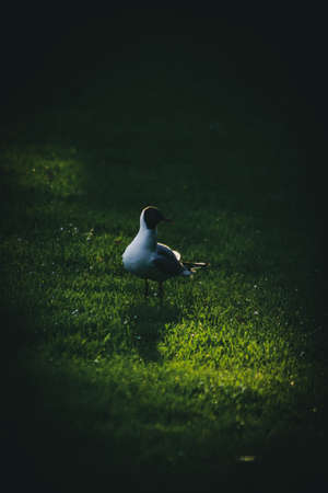 Andean Gullの写真素材