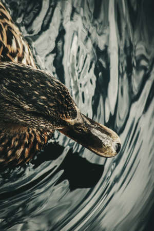 Mallardの写真素材