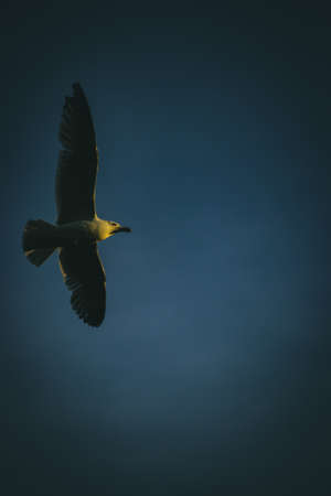Yellow-Legged Gull in flightの写真素材