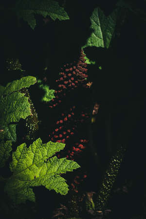 Giant Rhubarbの写真素材