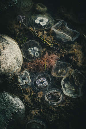 Jellyfish Coastの写真素材
