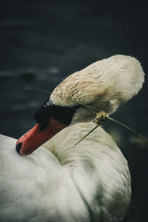 Mute Swan close upの写真素材