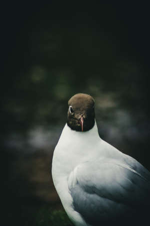 Andean Gull threateningの写真素材