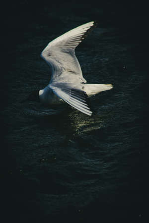 Andean Gull in a windy oceanの写真素材