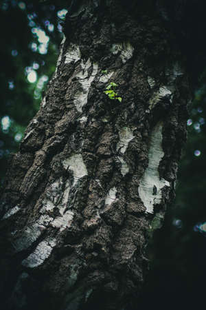 Barkの写真素材