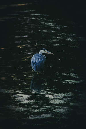 Grey Heron in the darkの写真素材