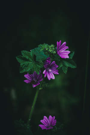 Common Mallowの写真素材