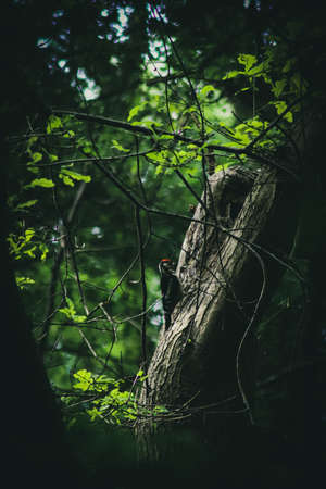 Great Spotted Woodpeckerの写真素材