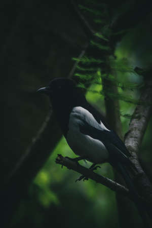 Eurasian Magpieの写真素材