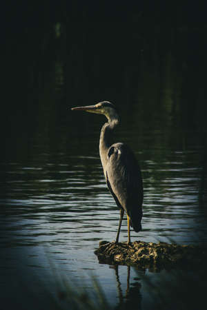 Grey Heronの写真素材