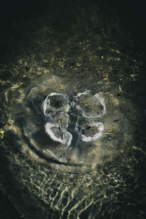Jellyfishの写真素材