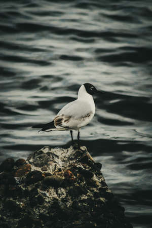 Andean Gullの写真素材