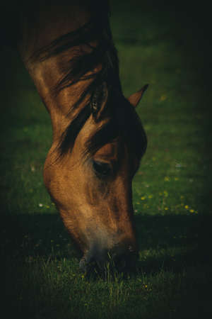 Horseの写真素材