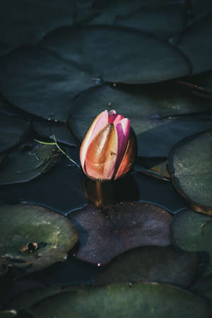 Pink Water Lily budの写真素材