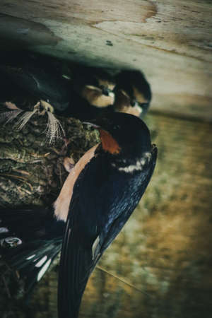 Barn Swallow babies being fed close up.の写真素材