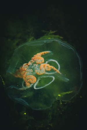Jellyfishの写真素材