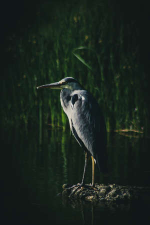 Grey Heronの写真素材