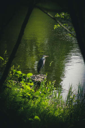 Grey Heronの写真素材