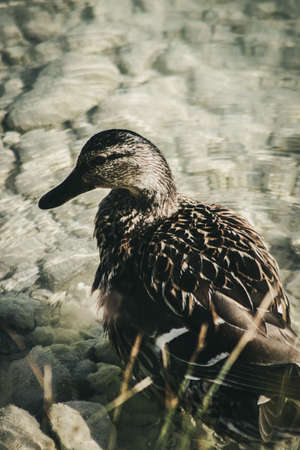 Mallardの写真素材