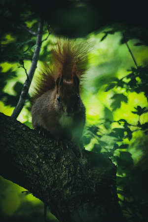 Red Squirrel observingの写真素材