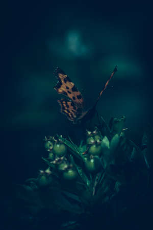 Green Commaの写真素材
