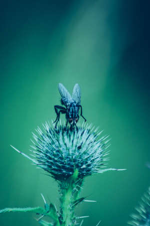 Flesh Fly in a Bull Thistleの写真素材