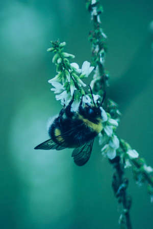 Bumblebeeの写真素材