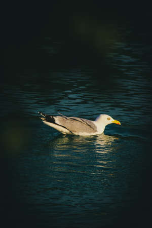 Yellow-Legged Gullの写真素材