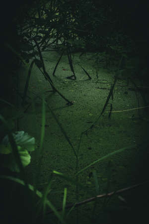 Dark Creekの写真素材