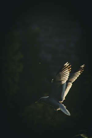 Yellow-Legged Gull in flightの写真素材