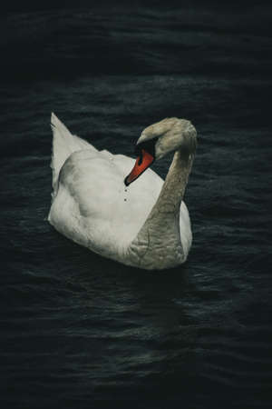 Mute Swan in a windy oceanの写真素材
