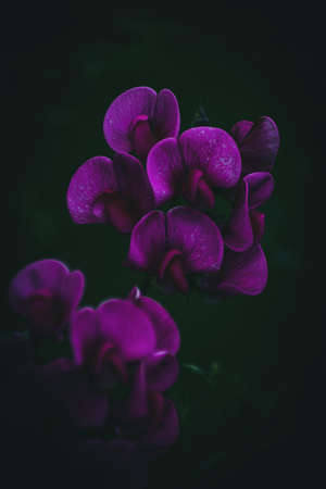 Perennial Peaの写真素材