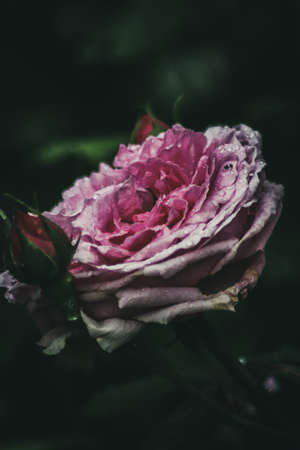 Cabbage Roseの写真素材