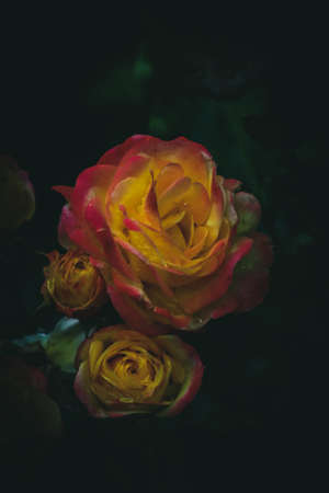 Tea Rosesの写真素材