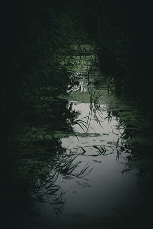 Dark Creekの写真素材