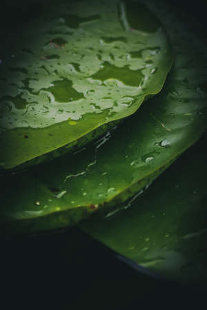 Wet Water Lily leavesの写真素材