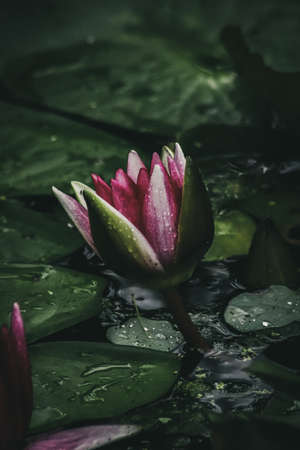 Pink Water Lilyの写真素材