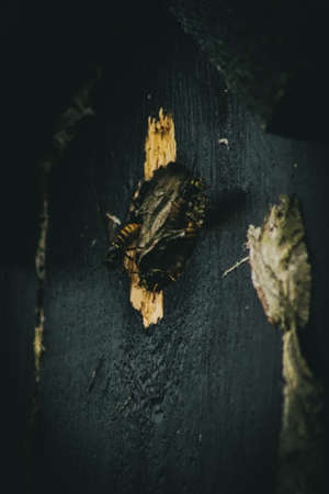 Bee Houseの写真素材