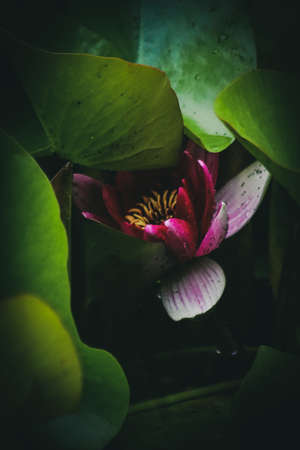 Pink Water Lily with dark background.の写真素材