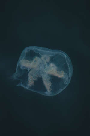 Jellyfishの写真素材