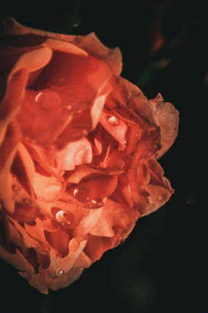 Wet Tea Roseの写真素材