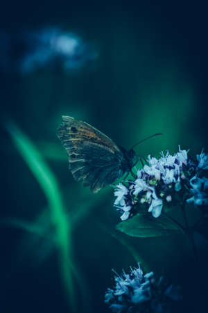 Meadow Brownの写真素材