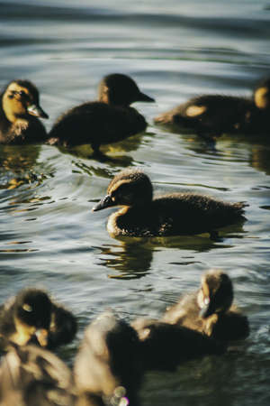 Mallard Chicksの写真素材