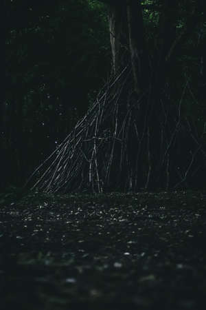 Dark Forestの写真素材