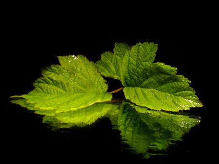 leaf on the blackk background with water dropsの写真素材