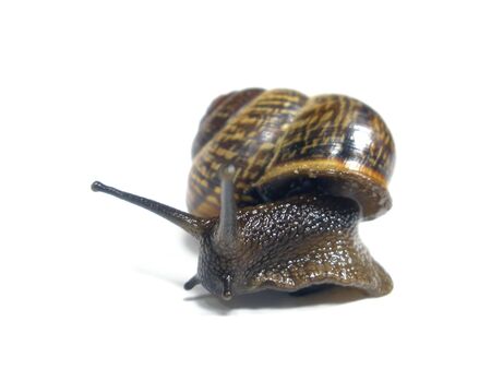 snail on the white isolate background   の写真素材
