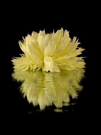 yellow flower on the black backround with water drops   の写真素材