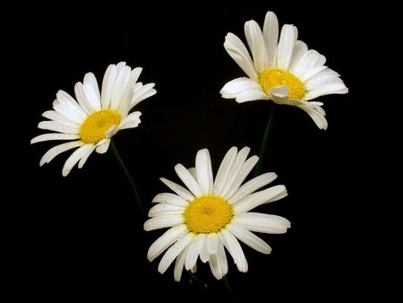 Camomile on the black background        の写真素材