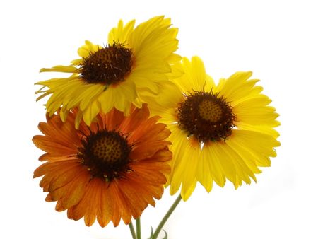 yellow flowers on the isolate white background の写真素材